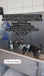 Lost Male Dog last seen Parkway Towne Crossing 5177 Eldorado Pkwy Frisco, TX, Frisco, TX 75033