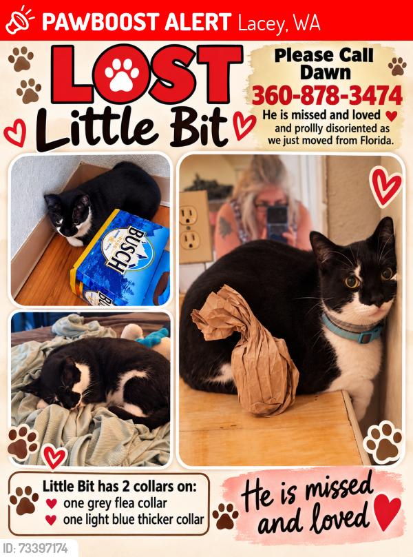 Lost Male Cat last seen Enterprise and 15th Ave, Lacey, WA 98516