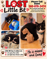 Lost Male Cat last seen Enterprise and 15th Ave, Lacey, WA 98516