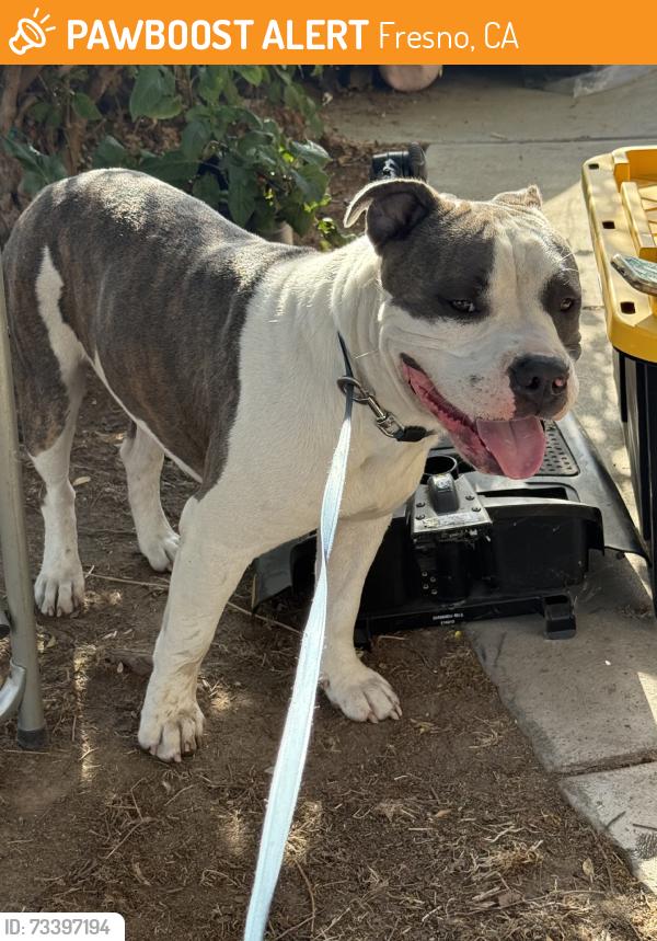 Found/Stray Male Dog last seen Fresno City College, Fresno, CA 93704