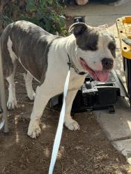 Found/Stray Male Dog last seen Fresno City College, Fresno, CA 93704