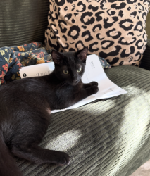 Reunited Female Cat last seen La Jolla Garden Villas, San Diego, CA 92122