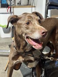 Found/Stray Male Dog last seen Mcmahon, Rio Rancho, NM 87124