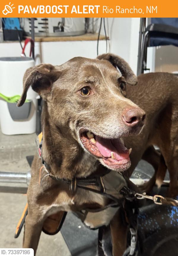 Found/Stray Male Dog last seen Mcmahon, Rio Rancho, NM 87124