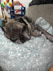 Reunited Male Dog last seen Bancroft Dr and Kenwood Dr, Spring Valley, CA 91941
