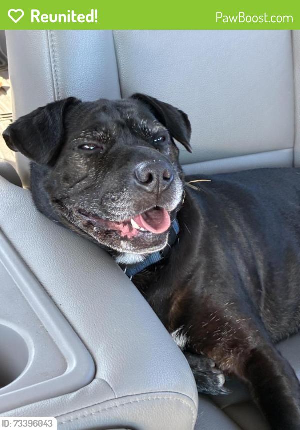 Reunited Female Dog last seen Near Plank Ave, El Cerrito, CA 94530, USA, El Cerrito, CA 94530