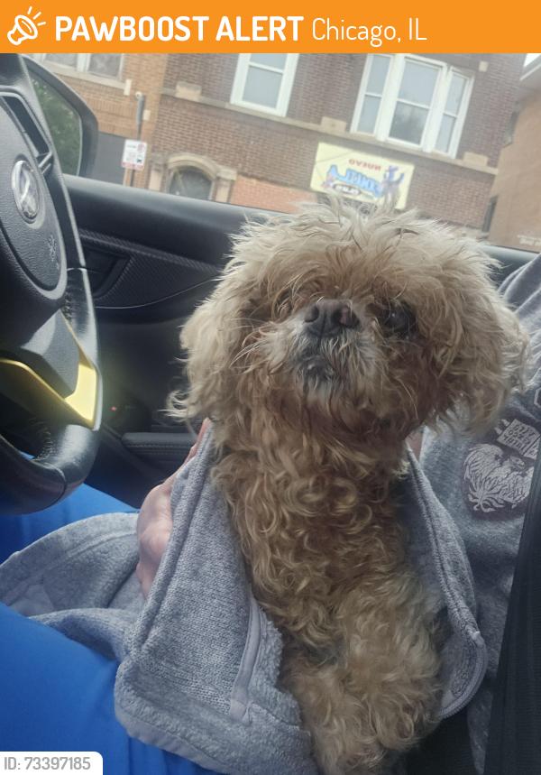 Found/Stray Female Dog last seen 59th s Campbell, Chicago, IL 60612