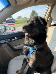 Found/Stray Female Dog last seen Kilrush dr, Lexington, KY 40504