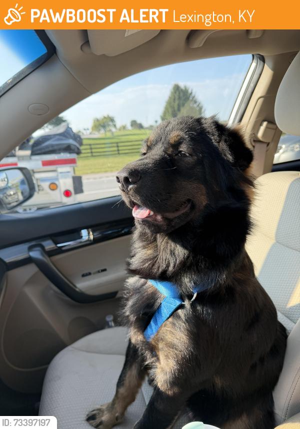 Found/Stray Female Dog last seen Kilrush dr, Lexington, KY 40504