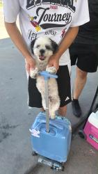 Lost Female Dog last seen Barkers Branch, Houston, TX 77084