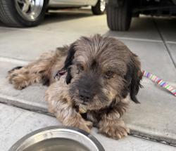 Found/Stray Male Dog last seen Hermosa Ave & Shenandoah, Tulare, CA 93274