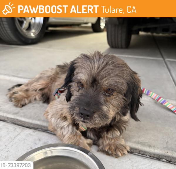 Found/Stray Male Dog last seen Hermosa Ave & Shenandoah, Tulare, CA 93274