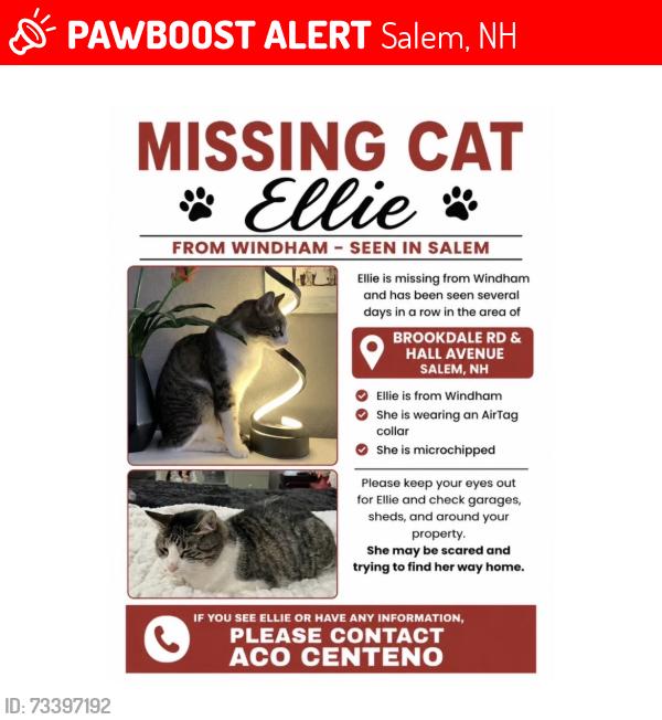 Lost Female Cat last seen Hall Ave and Brookdale Rd, Salem, NH 03079