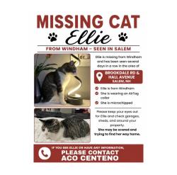 Lost Female Cat last seen Hall Ave and Brookdale Rd, Salem, NH 03079