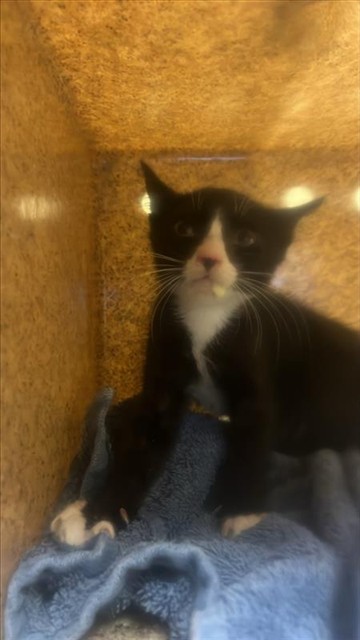 Shelter Stray Male Cat last seen FRANKLIN BLVD & ARMADALE WAY, 2127 Front St, Sacramento, CA 95818, USA