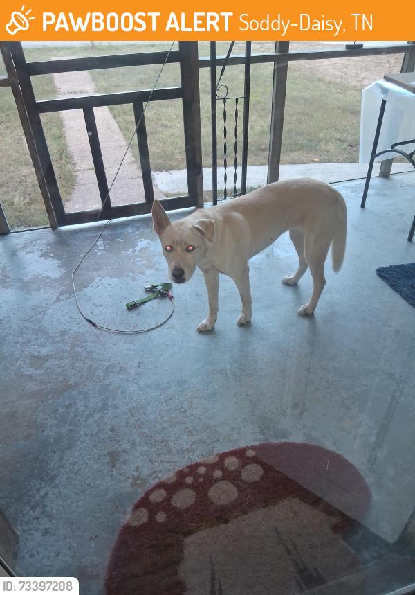Found/Stray Female Dog last seen Wall Street, Soddy-Daisy, TN 37379