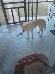 Found/Stray Female Dog last seen Wall Street, Soddy-Daisy, TN 37379