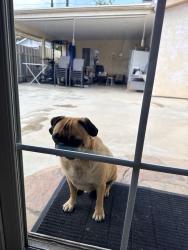 Found/Stray Male Dog last seen Roscoe and van nuys, Los Angeles, CA 91402