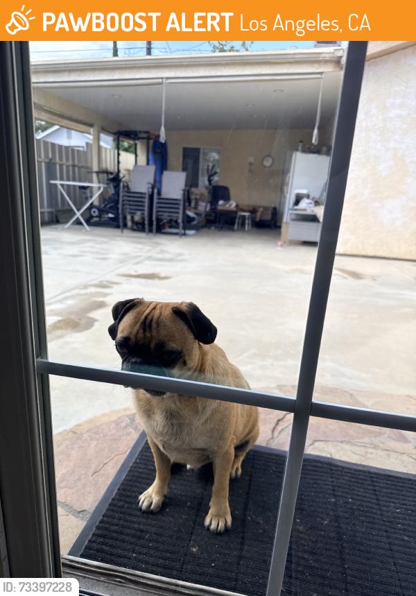 Found/Stray Male Dog last seen Roscoe and van nuys, Los Angeles, CA 91402