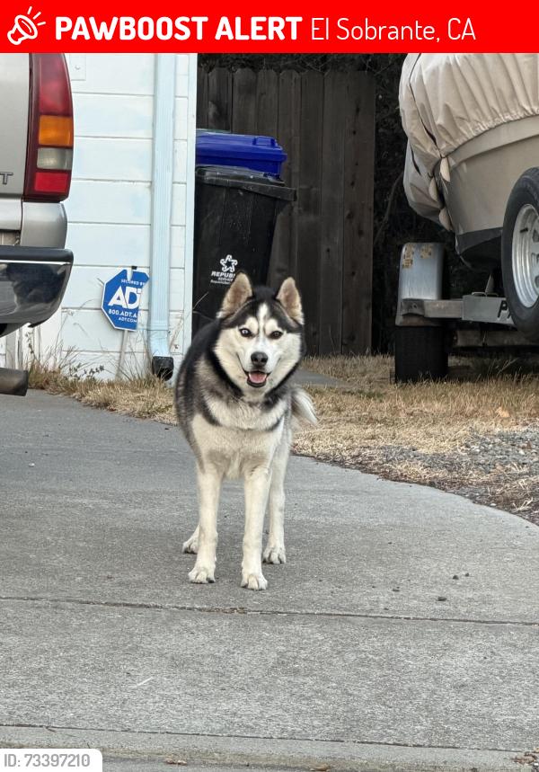 Lost Unknown Dog last seen Hill top Dr el sobrante, El Sobrante, CA 94803