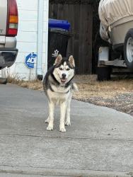 Lost Unknown Dog last seen Hill top Dr el sobrante, El Sobrante, CA 94803