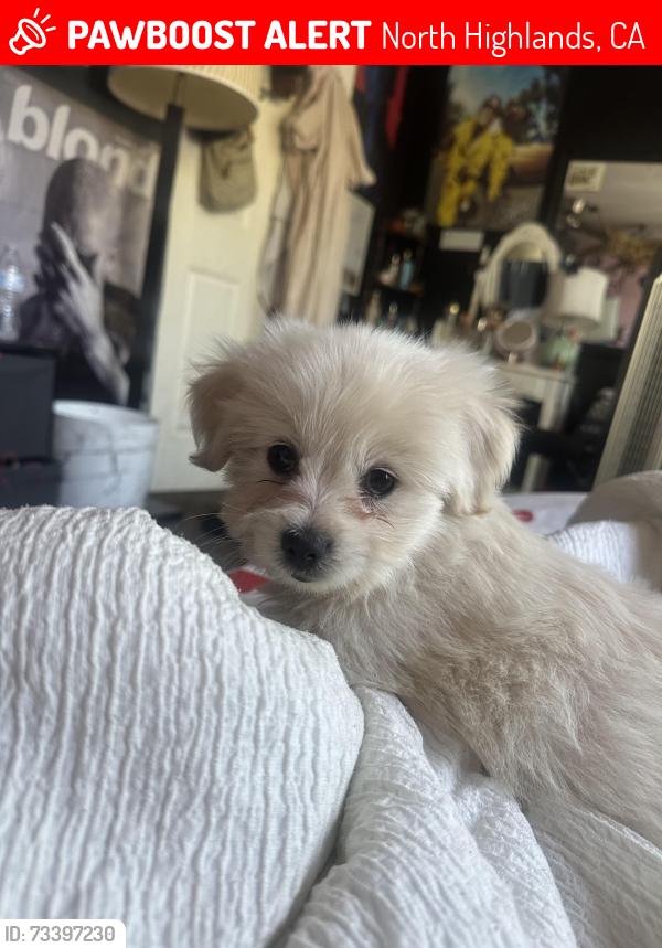 Lost Female Dog last seen by santa fe market, North Highlands, CA 95660