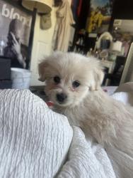 Lost Female Dog last seen by santa fe market, North Highlands, CA 95660