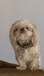 Reunited Male Dog last seen Columbine &85th ave, Peoria, AZ 85381