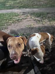 Found/Stray Male Dog last seen Cerca del 8, Houston, TX 77036