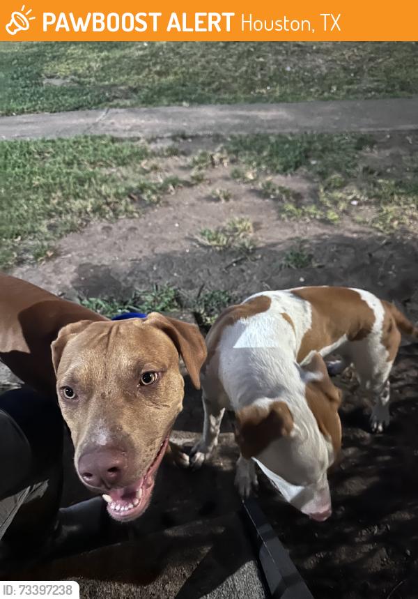 Found/Stray Male Dog last seen Cerca del 8, Houston, TX 77036