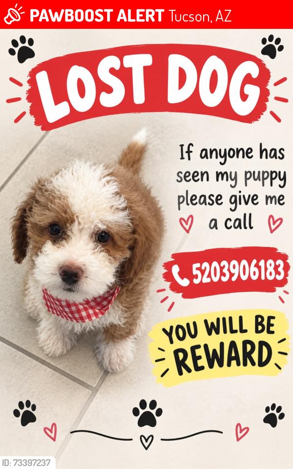 Lost Male Dog last seen Camino Del Oeste and Ajo Hwy, Tucson, AZ 85757