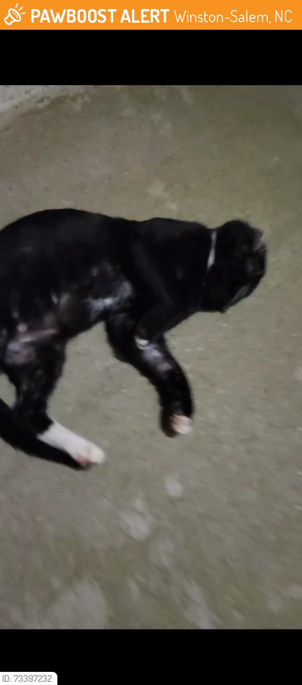 Found/Stray Male Cat last seen Federal Hall Lane, Winston-Salem, NC 27107
