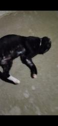 Found/Stray Male Cat last seen Federal Hall Lane, Winston-Salem, NC 27107