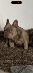 Lost Male Dog last seen JJ Lin and El Camino Real, Doña Ana County, NM 88007