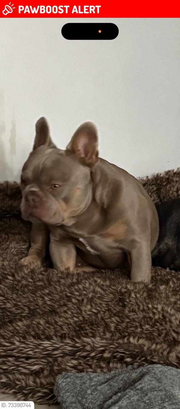 Lost Male Dog last seen JJ Lin and El Camino Real, Doña Ana County, NM 88007