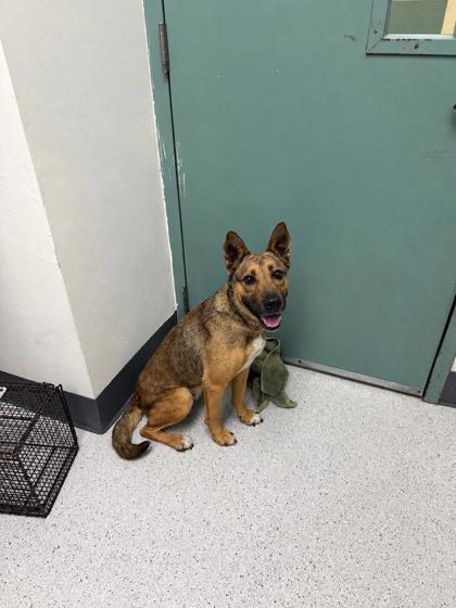Shelter Stray Female Dog last seen Near 94th Ave, Oakland,, 1101 29th Ave, Oakland, CA 94601, USA