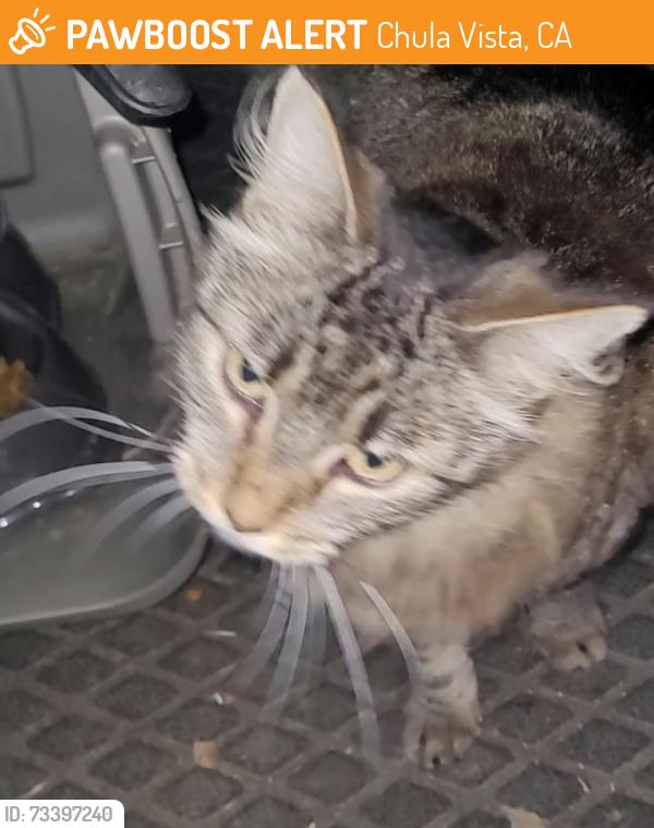Found/Stray Unknown Cat last seen Between D & E Street, Chula Vista, CA 91910