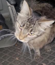 Found/Stray Unknown Cat last seen Between D & E Street, Chula Vista, CA 91910