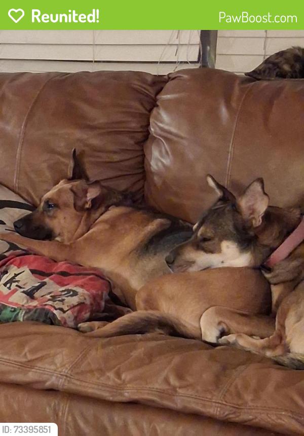 Reunited Female Dog last seen Delaware/Grand Off McKellips between Ironwoid and Meridian, Apache Junction, AZ 85120