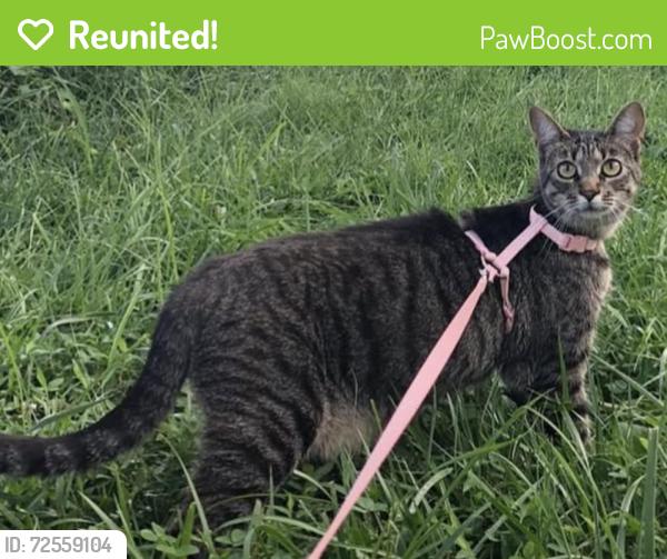 Reunited Female Cat last seen Wilson Blvd, Wilson Dr, route 7, John Marshall Dr, The Eden Center, Falls Church, VA 22044