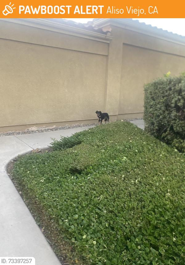 Found/Stray Female Dog last seen Near the pool area, Aliso Viejo, CA 92656