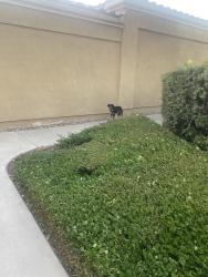 Found/Stray Female Dog last seen Near the pool area, Aliso Viejo, CA 92656