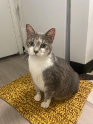 Found/Stray Female Cat last seen In the bushes by Park Lake Professional Center, Fort Wayne, IN 46805
