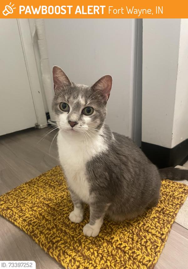 Found/Stray Female Cat last seen In the bushes by Park Lake Professional Center, Fort Wayne, IN 46805