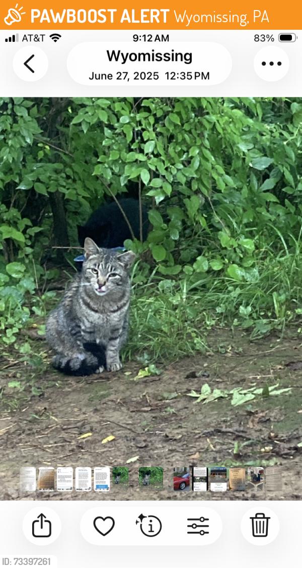 Found/Stray Unknown Cat last seen Paper Mill Road, Wyomissing, PA 19610