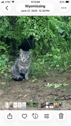 Found/Stray Unknown Cat last seen Paper Mill Road, Wyomissing, PA 19610