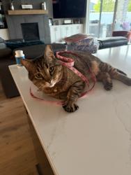 Lost Male Cat last seen Dry Creek Road, Boise, ID 83714