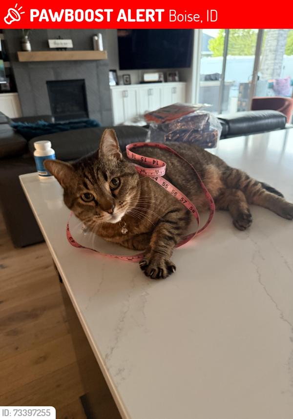 Lost Male Cat last seen Dry Creek Road, Boise, ID 83714