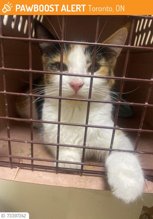 Found/Stray Female Cat last seen Vp and finch, Toronto, ON 