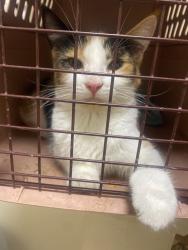 Found/Stray Female Cat last seen Vp and finch, Toronto, ON 